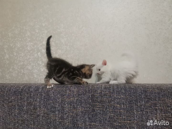 Котята 1,5 месяца