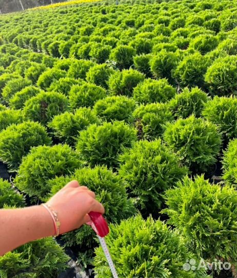 Туя западная 