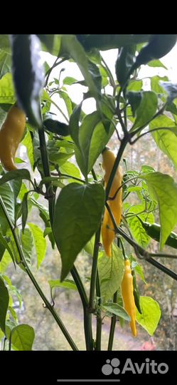 Семена острого перца Lemon drop