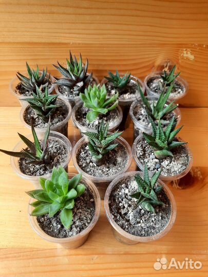 Хавортии разные