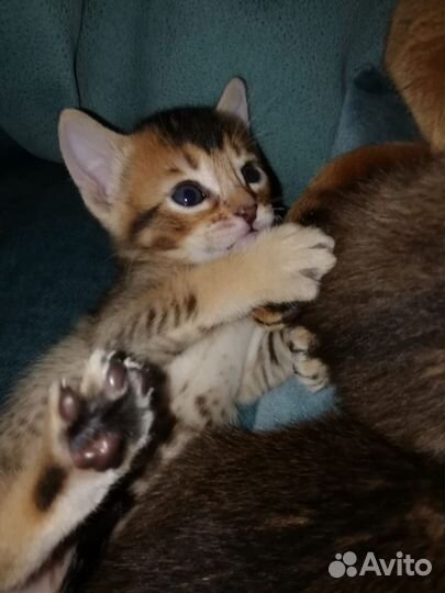 Кошки