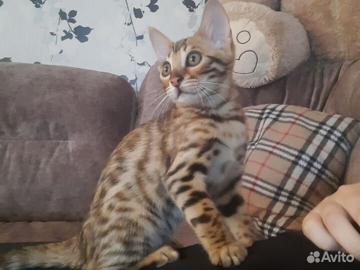 Бенгальская кошка