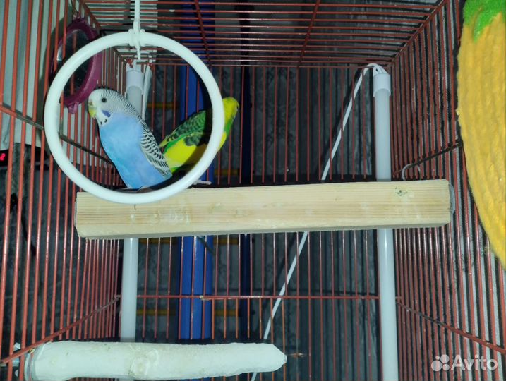 Пара попугайчиков