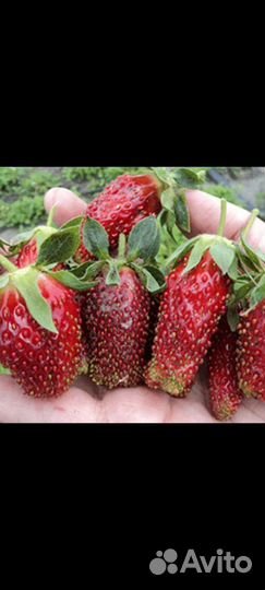 Клубника Купчиха рассада