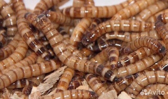 Зофобас и знахарь