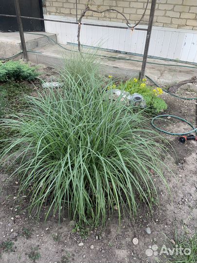 Мисканткс обыкновенный