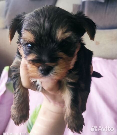 Комочек счастья