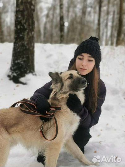Бельгийская овчарка в дар