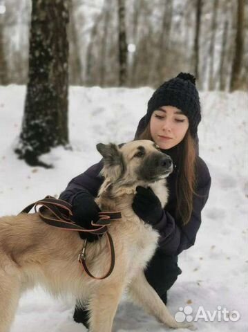 Бельгийская овчарка в дар