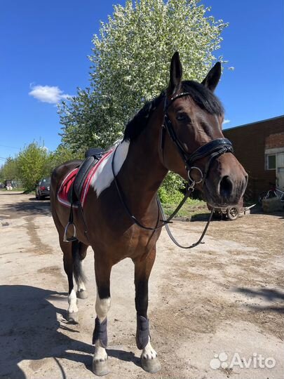 Аренда лошади