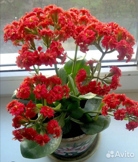 Каланхоэ Каландива