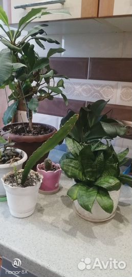 Комнатные цветы даром