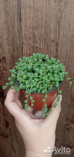 Крестовник роули