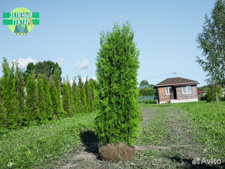Туи колумна 180 см свежая копка 2023