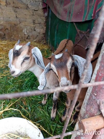 Нубийские козы