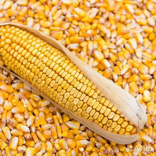 Продам кукурузу,ячмень и пшеницу на корм