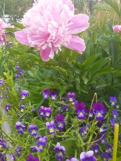 Дача 25 м² на участке 6 сот.