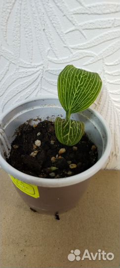 Драгоценная орхидея