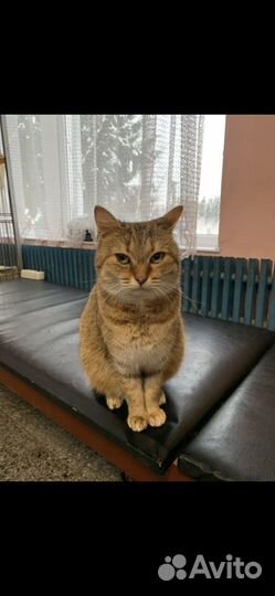 Кошечка в добрые руки