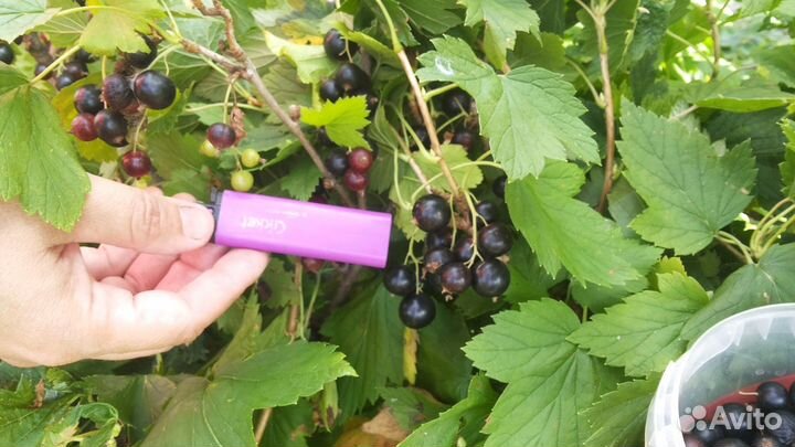 Йошта(гибрид чёрной смородины и крыжовника)