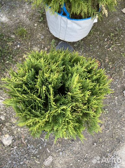 Туя шаровидная