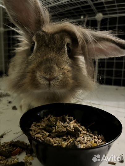 Декоративные кролики