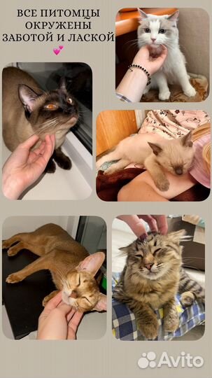 Передержка кошек. Зооняня. VIP Передержка котов