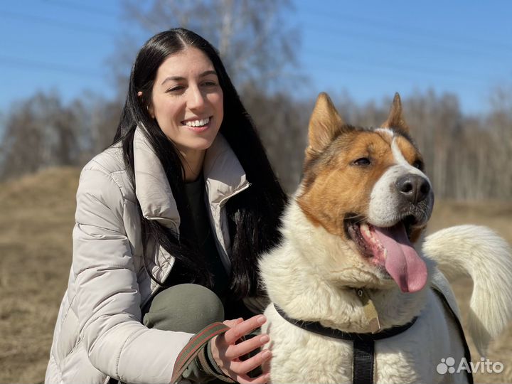 Собака невероятной красоты пропадает в приюте