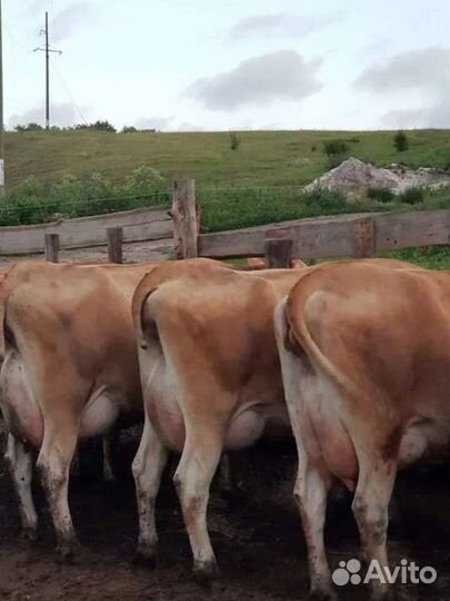 Тёлочка Джерси / Jersey