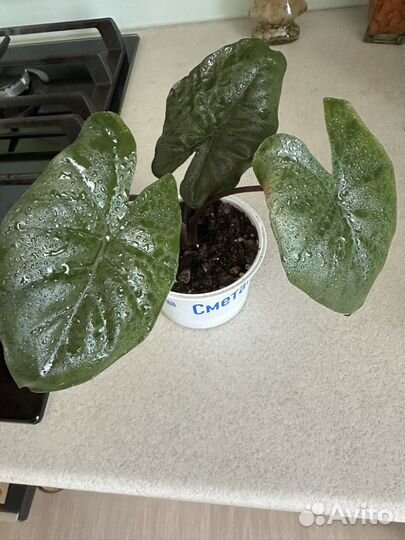 Алоказия Полли, Принцесса Юкатан