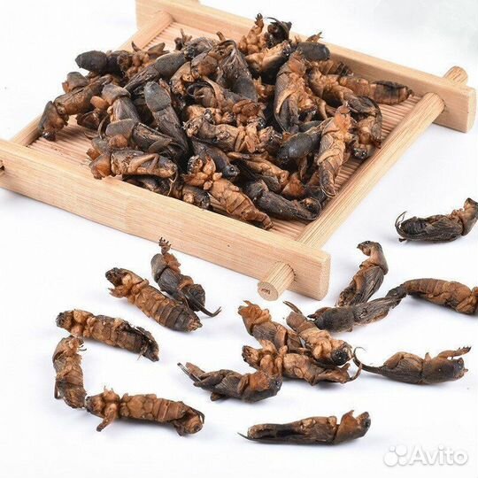 Медведка сушеная азиатская