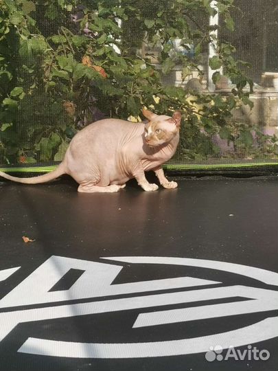 Канадский сфинкс эльф