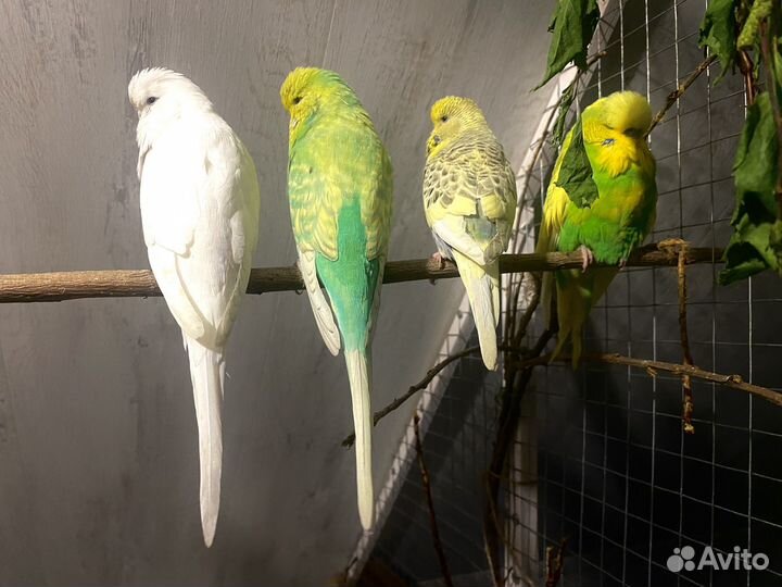 Попугаи ввп чехи