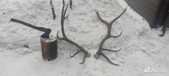Продам рога марала необработанные