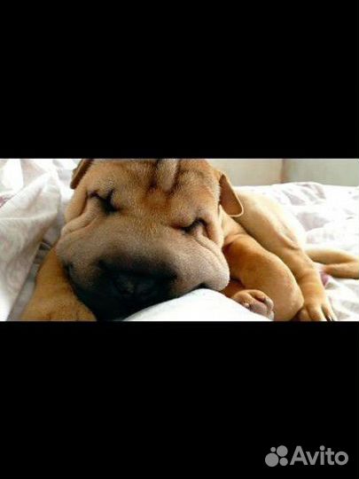 Шарпей вязка