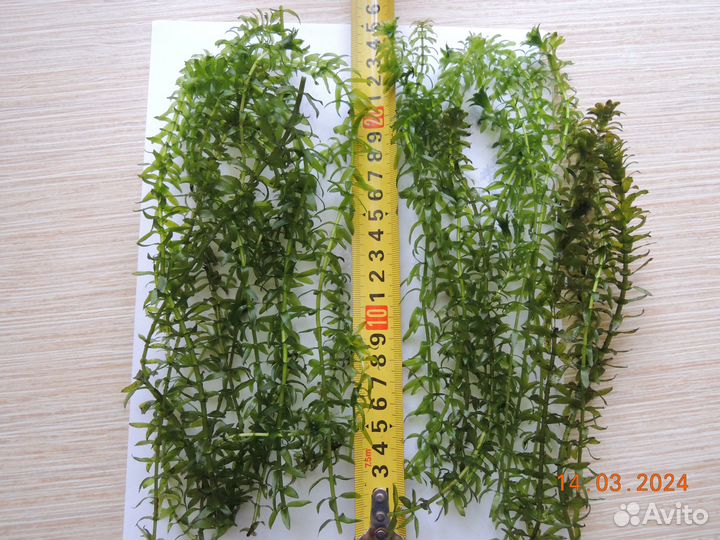 Аквариумные растения