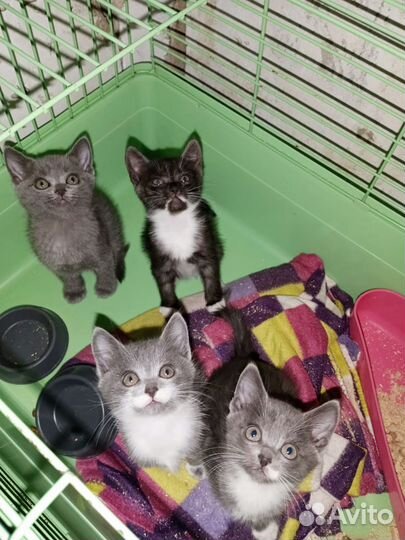 Малыши кукляши очень красивые котята метисы