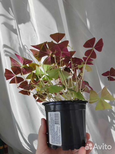 Оксалис кислица