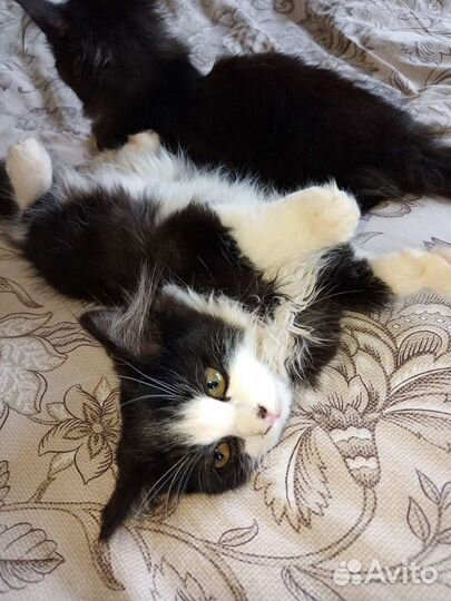 Котята в добрые руки бесплатно