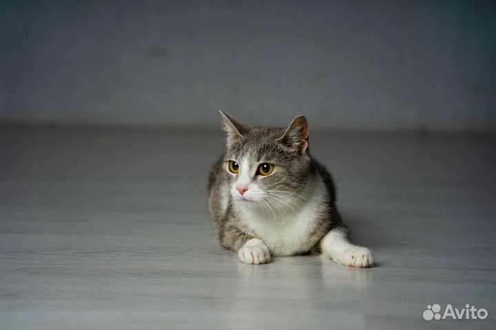 Кошка 10 мес