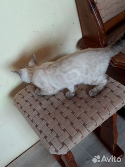 Котенок