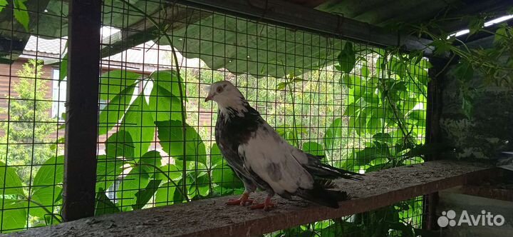 Николаевские и кировоградские