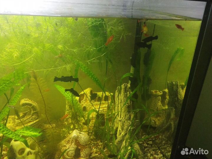 Аквариумные рыбки