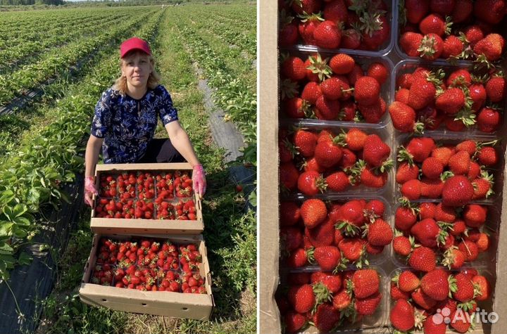 Разнорабочие в клубничное хозяйство