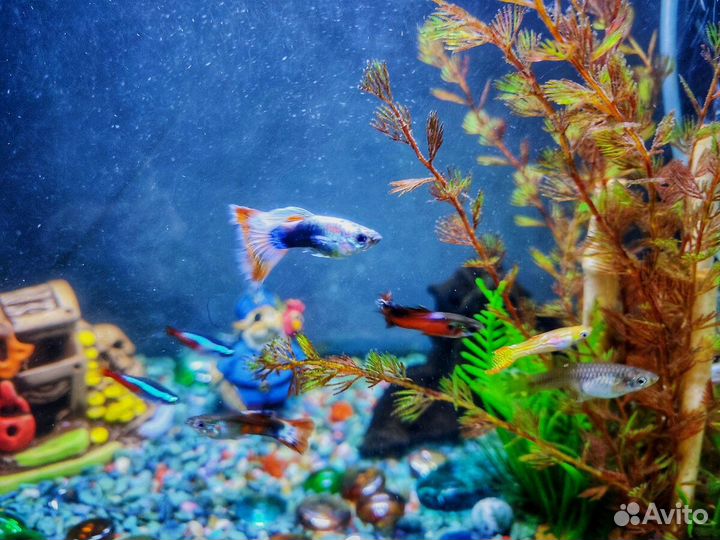Аквариумная рыба гуппи опт и розница