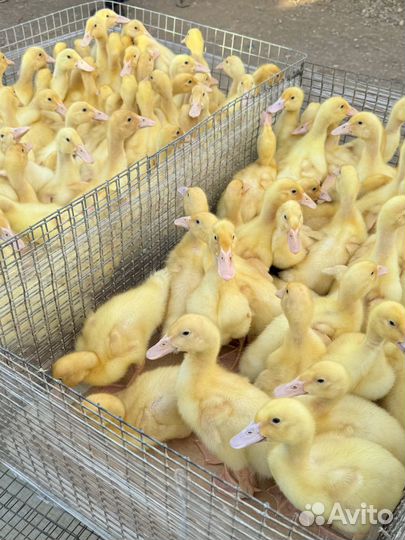 Утята, Гусята суточные и подрощенные