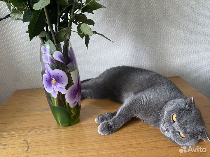 Кошечка в добрые руки