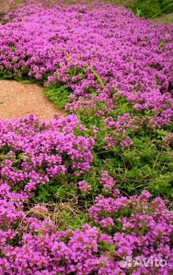 Лекарственные красивоцветущие многолетники