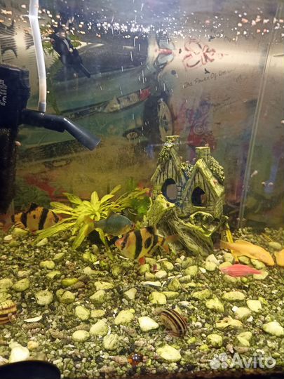 Аквариум на 50 литров