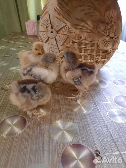 Карликовые кохинхины